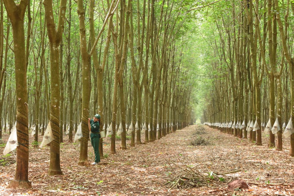 Giá cao su lên cao nhất 2 năm, lợi nhuận của Cao su Đồng Phú (DPR) dự kiến tăng 14%